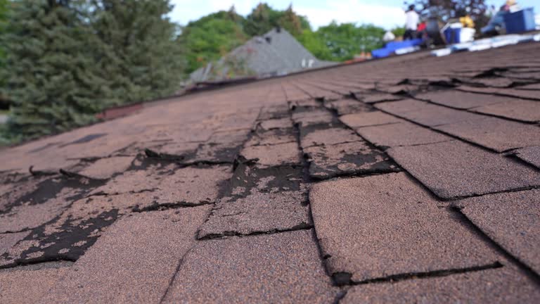 Best Roof Moss and Algae Removal  in Osakis, MN
